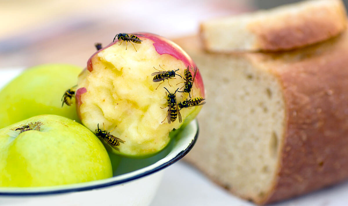 Auch Obst lockt Wespen an