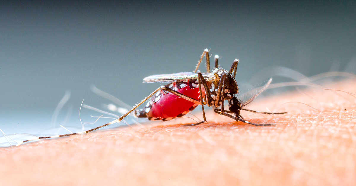Mücken haben Vorlieben für bestimmte Blutgruppen