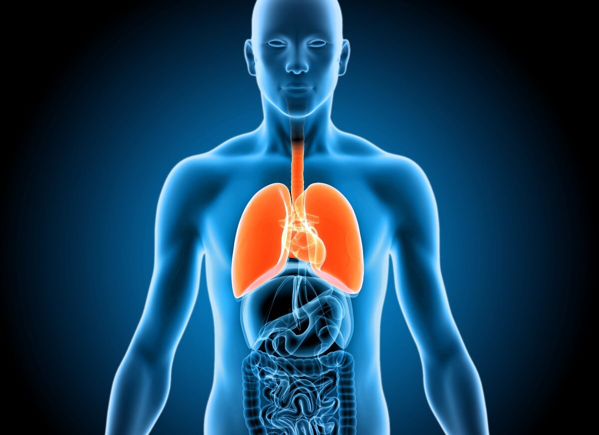 Lage der Lunge im menschlichen Körper