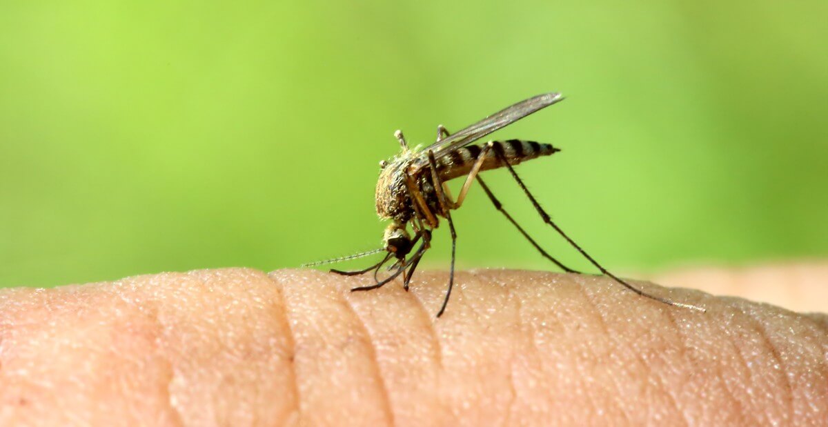Stechmücken übertragen Malaria 