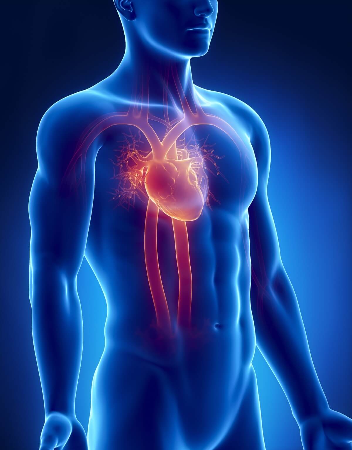 Menschliches Herz - Lage im Körper 