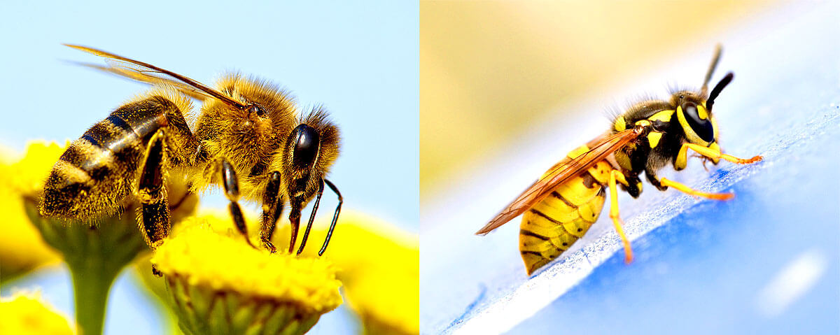 Nicht verwechseln: Biene (links) Wespe (rechts)