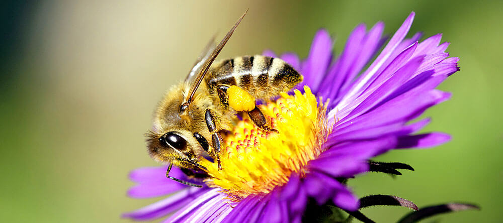 Bienen sind friedliche Tiere und stechen nur aus Notwehr