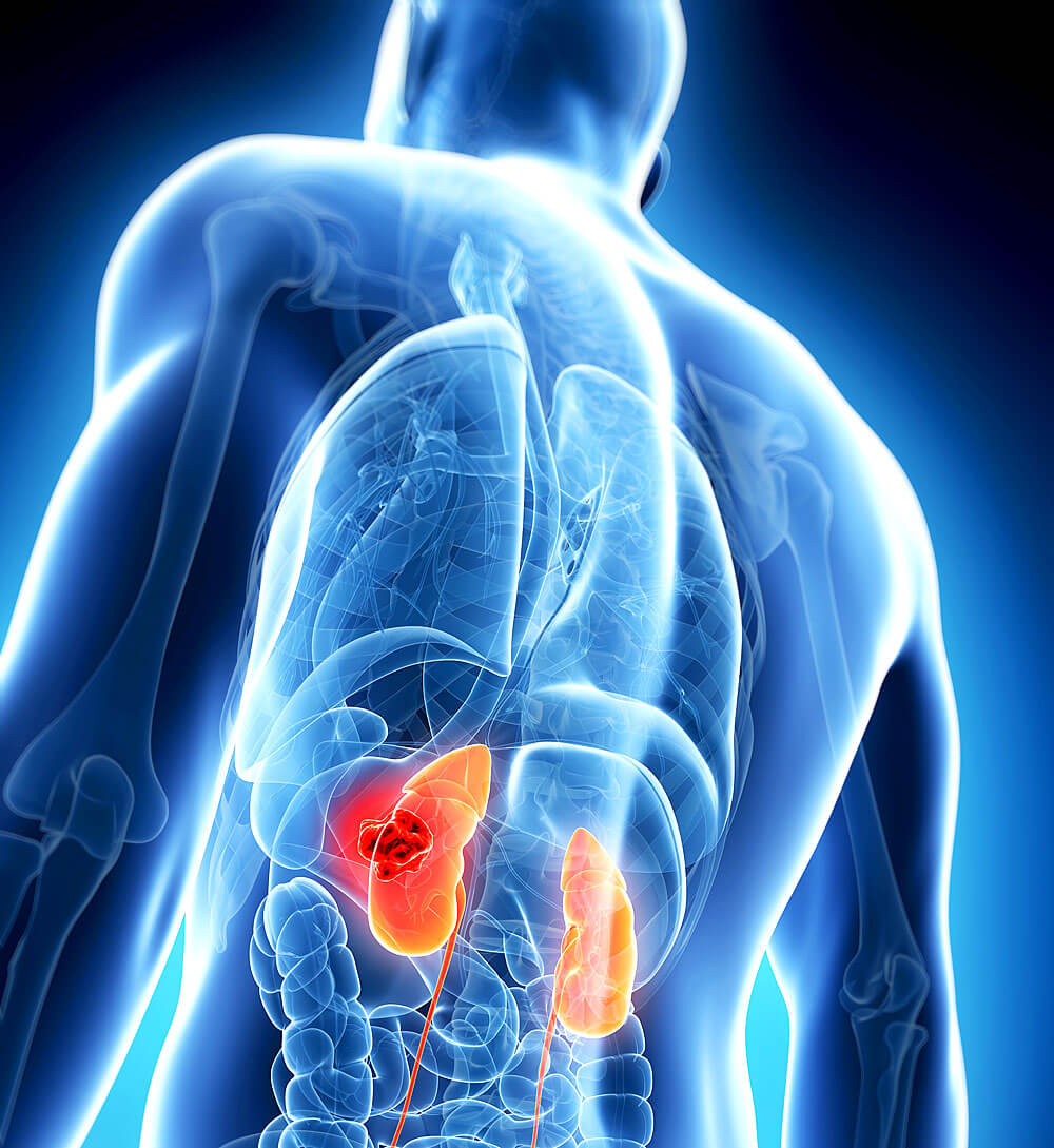 Lage der Nieren im menschlichen Körper 