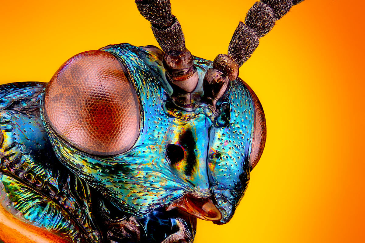 Mikroskopische Aufnahme einer Wespe