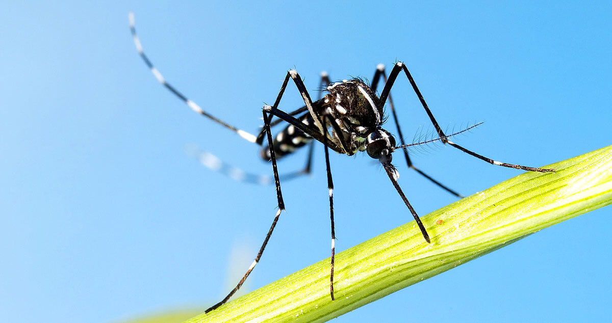 Asiatische Tigermücke  Aedes albopictus 