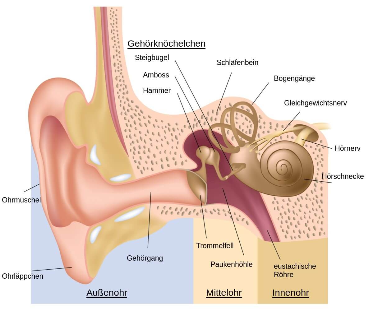 Anatomie des menschlichen Ohrs 