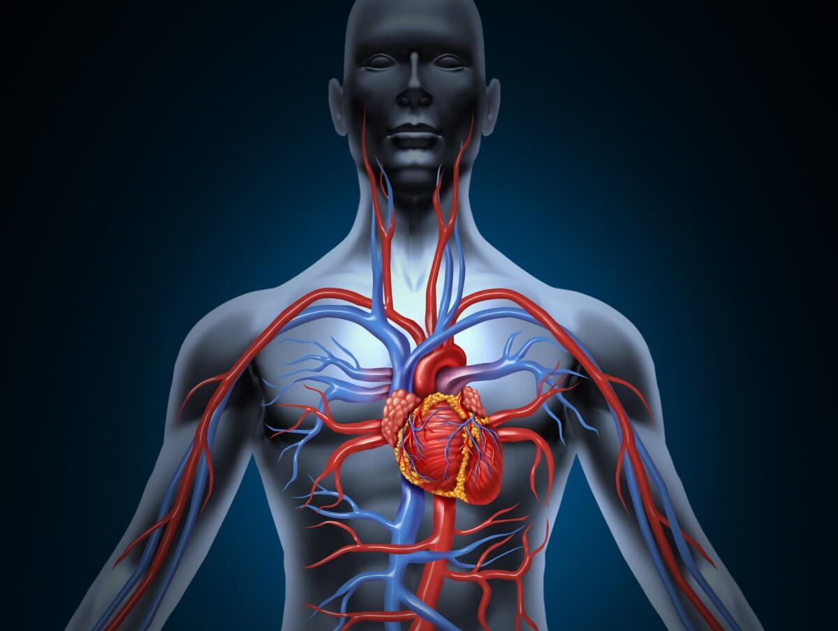 Lage des Herzens im menschlichen Körper