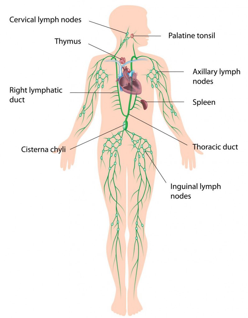 Lymphdrüsenkrebs Die Typischen Symptome Erkennen Was Tun 8468