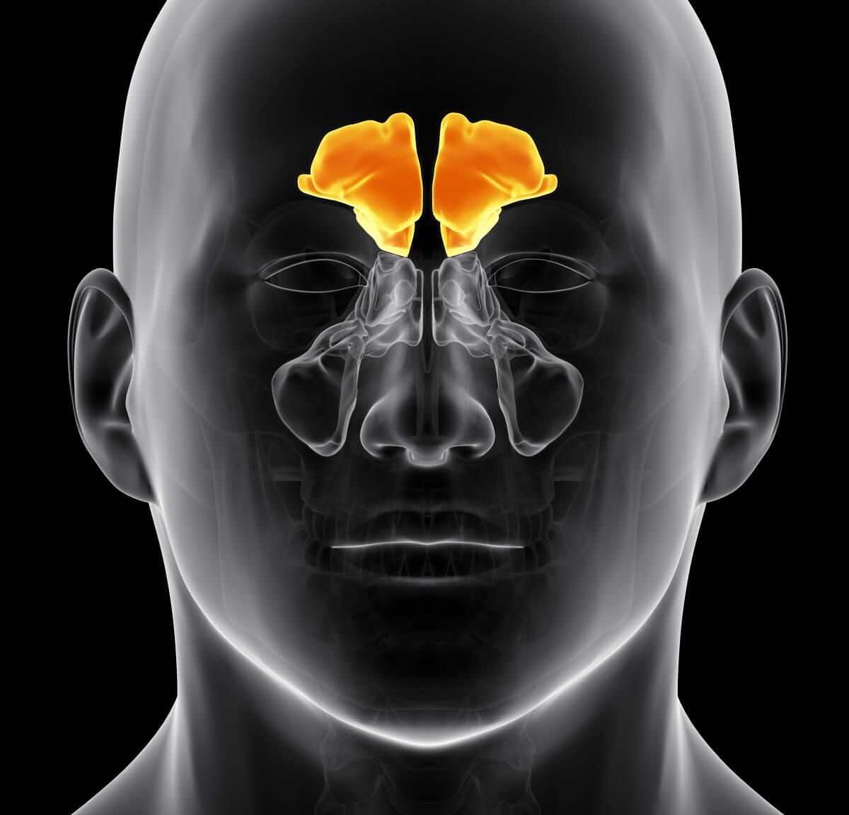 Lage der Stirnhöhlen im menschlichen Körper